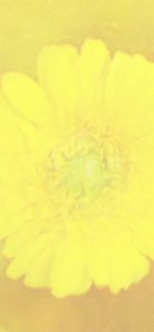 黄色い花3