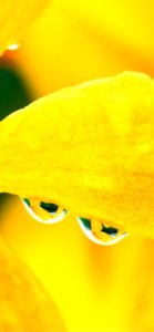 黄色い花びらとしずく2