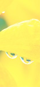黄色い花びらとしずく1