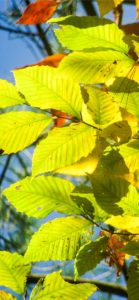 黄色い葉2