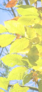 黄色い葉1