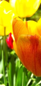 黄色いチューリップ2