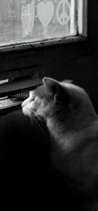 外を覗いている猫