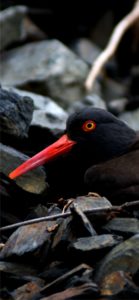 くちばしの赤い鳥