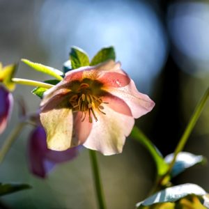 クリスマスローズ1