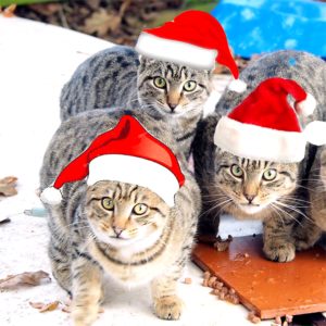 サンタの帽子をかぶった猫1