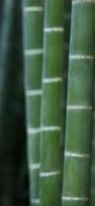 竹1