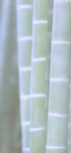 竹2