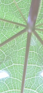 パパイヤの葉2