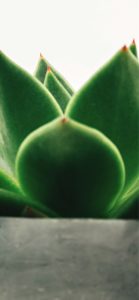 部屋で育てた植物1