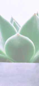 部屋で育てた植物2