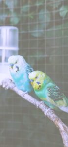 グリーンのインコ2