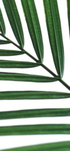 葉のテクスチャ1