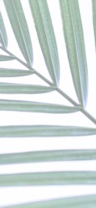 葉のテクスチャ2