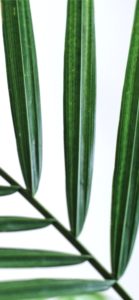 葉のテクスチャ3