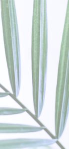 葉のテクスチャ4