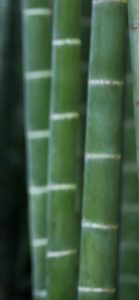 竹3