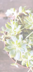 鉢植えのグリーン1