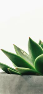 室内に飾った植物5