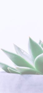 室内に飾った植物6