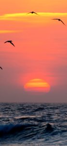 かもめとサンセット2