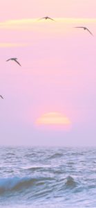 かもめとサンセット1