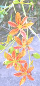 レオパードフラワー1