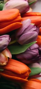 オレンジと紫のチューリップ1