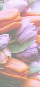 オレンジと紫のチューリップ2