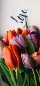 オレンジと紫のチューリップ3