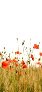 オレンジのポピー1