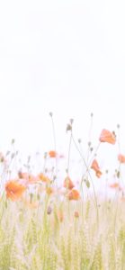 オレンジのポピー2