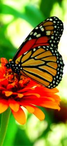 オレンジの花と蝶1