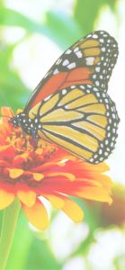 オレンジの花と蝶2