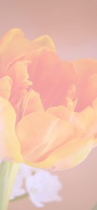 オレンジのチューリップ1