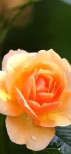 オレンジ色のバラ6