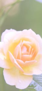 オレンジ色のバラ5