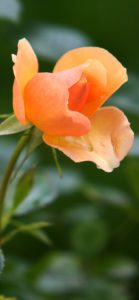 オレンジ色のバラ4