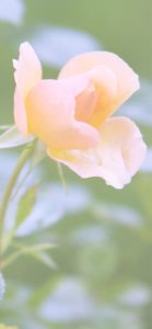 オレンジ色のバラ3