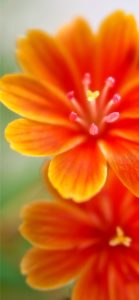 オレンジ色の花2