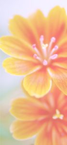 オレンジ色の花1