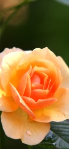 オレンジ色のバラ3