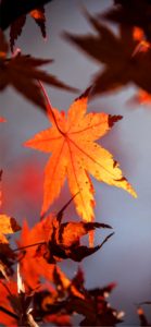 オレンジ色のもみじ1