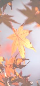 オレンジ色のもみじ2