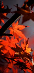 オレンジ色のもみじ3