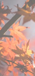 オレンジ色のもみじ4