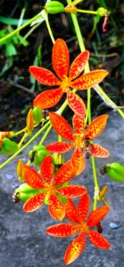 レオパードフラワー1