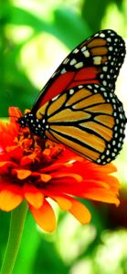 オレンジ色の花と蝶1