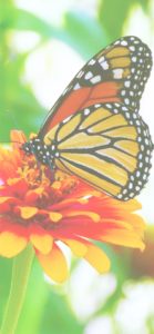 オレンジ色の花と蝶2