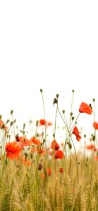 オレンジ色のポピー1